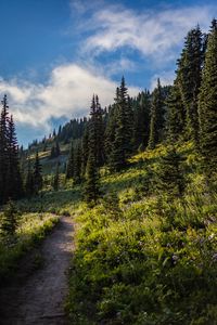 Preview wallpaper forest, spruce, trees, path, flowers, slope