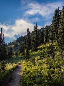 Preview wallpaper forest, spruce, trees, path, flowers, slope
