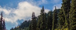 Preview wallpaper forest, spruce, trees, path, flowers, slope