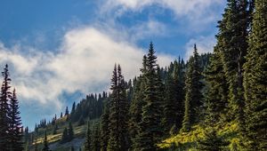 Preview wallpaper forest, spruce, trees, path, flowers, slope