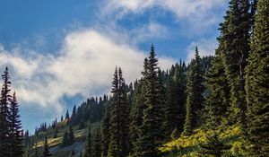 Preview wallpaper forest, spruce, trees, path, flowers, slope