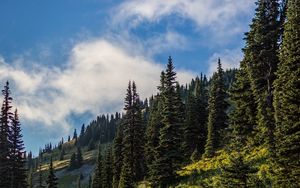 Preview wallpaper forest, spruce, trees, path, flowers, slope