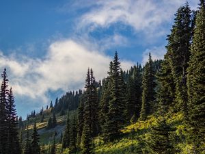 Preview wallpaper forest, spruce, trees, path, flowers, slope