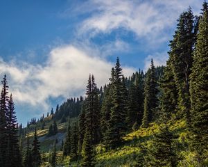 Preview wallpaper forest, spruce, trees, path, flowers, slope