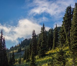 Preview wallpaper forest, spruce, trees, path, flowers, slope