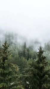 Preview wallpaper forest, spruces, trees, fog, nature