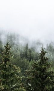 Preview wallpaper forest, spruces, trees, fog, nature