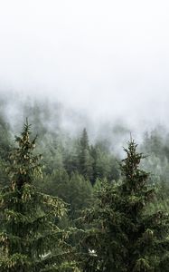 Preview wallpaper forest, spruces, trees, fog, nature