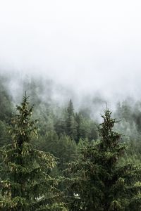 Preview wallpaper forest, spruces, trees, fog, nature