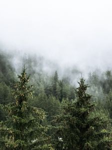 Preview wallpaper forest, spruces, trees, fog, nature