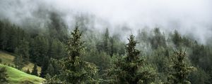 Preview wallpaper forest, spruces, trees, fog, nature