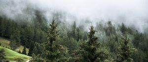 Preview wallpaper forest, spruces, trees, fog, nature