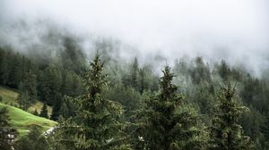 Preview wallpaper forest, spruces, trees, fog, nature