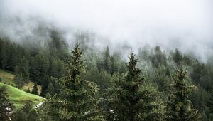 Preview wallpaper forest, spruces, trees, fog, nature