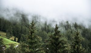 Preview wallpaper forest, spruces, trees, fog, nature