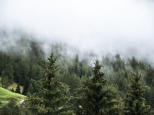 Preview wallpaper forest, spruces, trees, fog, nature