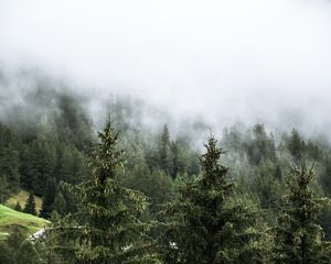 Preview wallpaper forest, spruces, trees, fog, nature