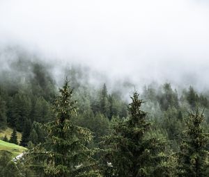 Preview wallpaper forest, spruces, trees, fog, nature