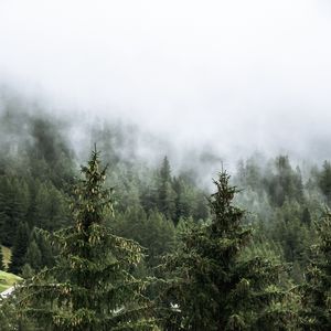 Preview wallpaper forest, spruces, trees, fog, nature
