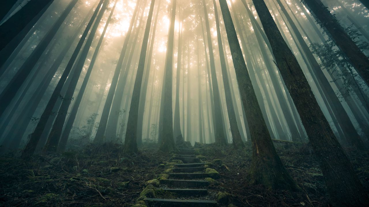 Wallpaper forest, stairs, fog