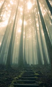 Preview wallpaper forest, stairs, fog