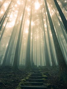 Preview wallpaper forest, stairs, fog