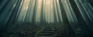 Preview wallpaper forest, stairs, fog