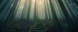 Preview wallpaper forest, stairs, fog