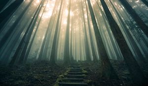 Preview wallpaper forest, stairs, fog