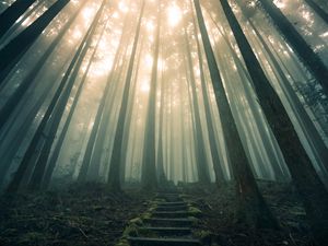 Preview wallpaper forest, stairs, fog