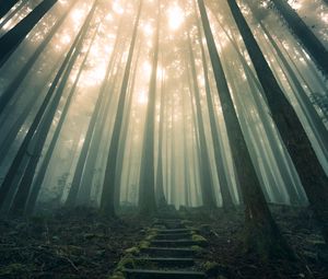 Preview wallpaper forest, stairs, fog