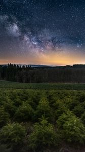 Preview wallpaper forest, starry sky, trees