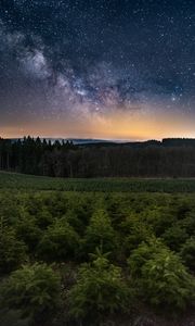 Preview wallpaper forest, starry sky, trees