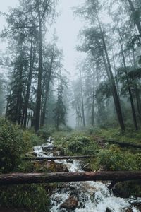 Preview wallpaper forest, stream, fog, trees, landscape