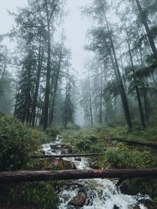 Preview wallpaper forest, stream, fog, trees, landscape