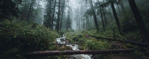 Preview wallpaper forest, stream, fog, trees, landscape