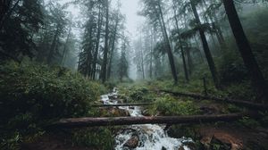 Preview wallpaper forest, stream, fog, trees, landscape