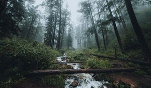 Preview wallpaper forest, stream, fog, trees, landscape