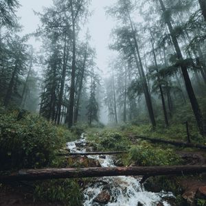 Preview wallpaper forest, stream, fog, trees, landscape