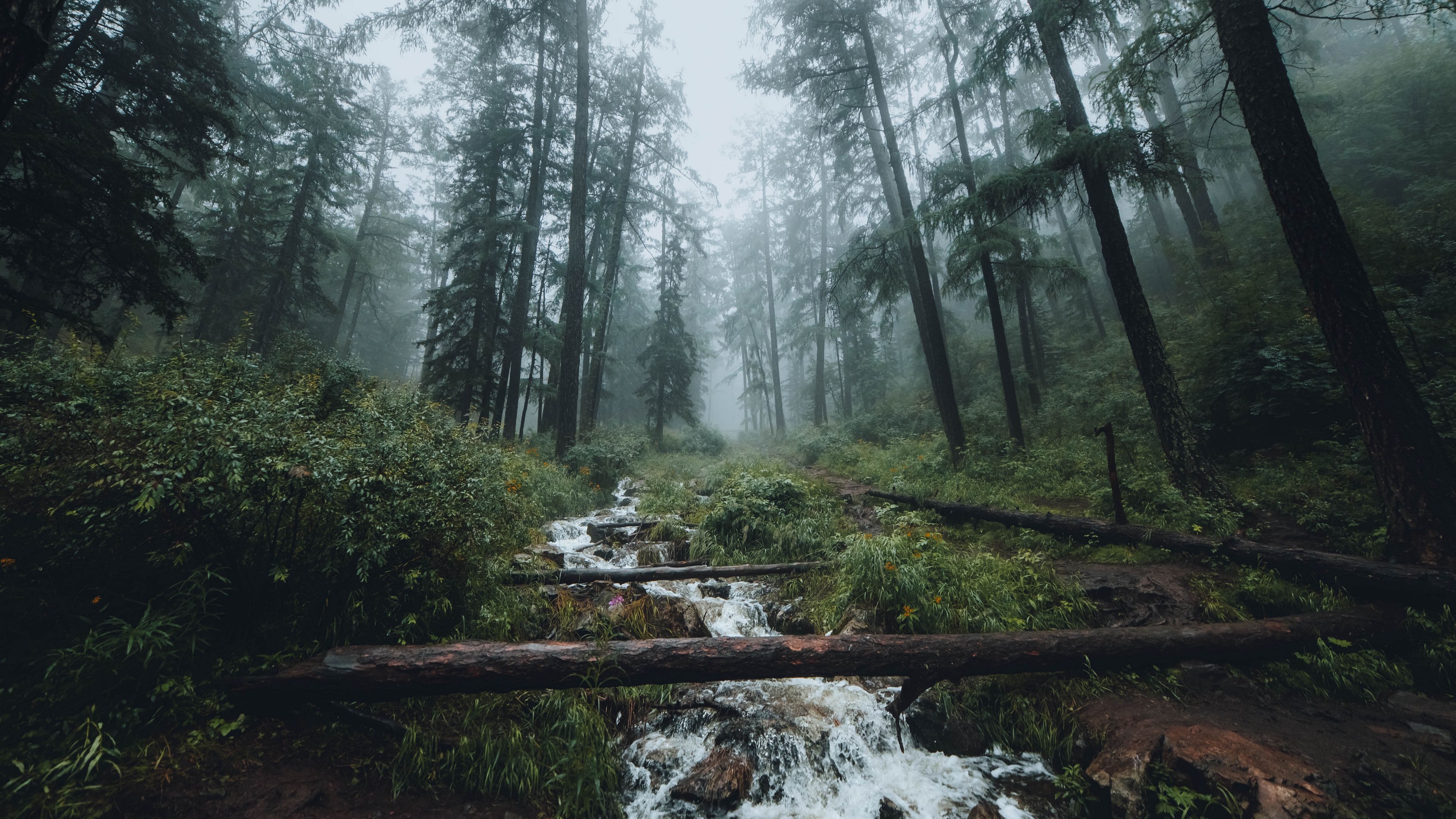 Wood Bridge Over Stream, Forest Wallpaper for Walls - Magic Decor ®