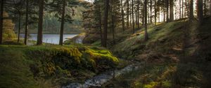 Preview wallpaper forest, stream, landscape