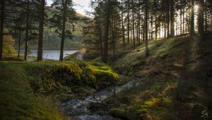 Preview wallpaper forest, stream, landscape