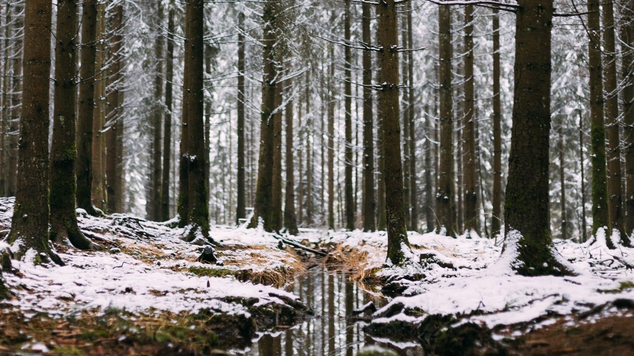 Wallpaper forest, stream, snow, trees, pines, winter