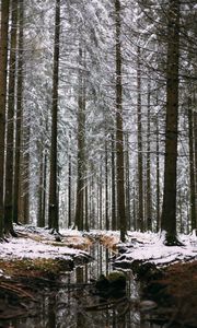 Preview wallpaper forest, stream, snow, trees, pines, winter