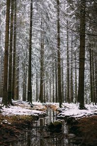 Preview wallpaper forest, stream, snow, trees, pines, winter