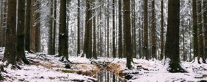 Preview wallpaper forest, stream, snow, trees, pines, winter