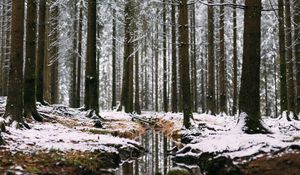 Preview wallpaper forest, stream, snow, trees, pines, winter