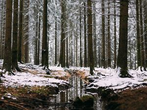 Preview wallpaper forest, stream, snow, trees, pines, winter