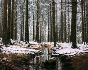 Preview wallpaper forest, stream, snow, trees, pines, winter