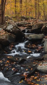 Preview wallpaper forest, stream, stones, autumn, nature